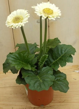 Warentuin Natuurlijk - 3 stuks! Gerbera Wit