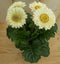 Warentuin Natuurlijk - 3 stuks! Gerbera Wit