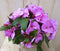 Warentuin Natuurlijk - 2 stuks! Vlijtig Liesje roze
