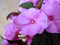 Warentuin Natuurlijk - 2 stuks! Vlijtig Liesje roze