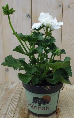 Warentuin Natuurlijk - 3 stuks! Geranium wit