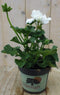 Warentuin Natuurlijk - 3 stuks! Geranium wit