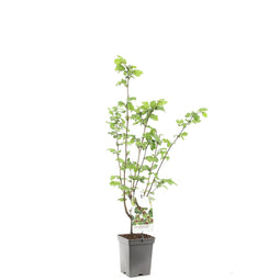 Fruithof - Corylus avellana Halle'sche Riesen