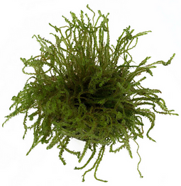 Aquadistri - Eg vesicularia sp creeping nr123