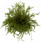 Aquadistri - Eg vesicularia sp creeping nr123