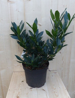 Warentuin Natuurlijk - Prunus Otto 40 cm