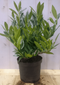 Warentuin Natuurlijk - Prunus Otto 40 cm