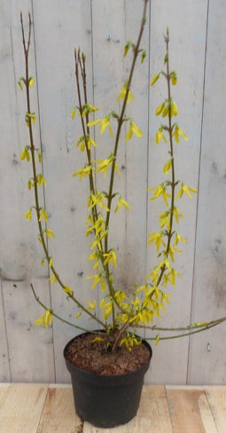 Warentuin Natuurlijk - Chinese Klokje Frosythia 80 cm