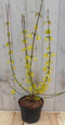 Warentuin Natuurlijk - Chinese Klokje Frosythia 80 cm