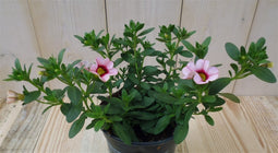 Warentuin Natuurlijk - 3 stuks! Petunia Million Bells lichtroze