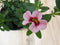 Warentuin Natuurlijk - 3 stuks! Petunia Million Bells lichtroze