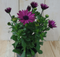 Warentuin Natuurlijk - 3 stuks! Spaanse margriet paars/donker-roze
