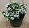 Warentuin Natuurlijk - Scheefbloem wit