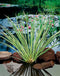 Moerings - 2 stuks! Acorus calamus Gramineus potmaat P9