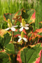 Moerings - 2 stuks! Houttuynia cordata Chameleon potmaat P9