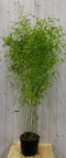 Warentuin Natuurlijk - Bamboe Fargesia 200 cm