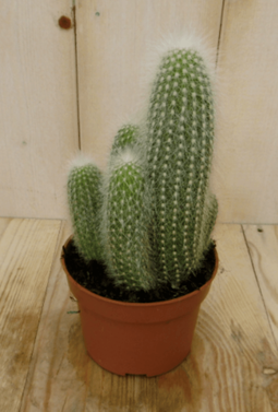 Warentuin Natuurlijk - Kamerplant Stekel Cactus