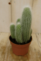 Warentuin Natuurlijk - Kamerplant Stekel Cactus