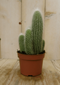 Warentuin Natuurlijk - Kamerplant Stekel Cactus