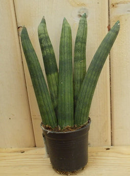 Warentuin Natuurlijk - Kamerplant Vrouwentong Sansevieria Mini