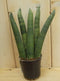Warentuin Natuurlijk - Kamerplant Vrouwentong Sansevieria Mini