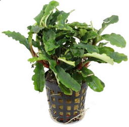 Aquadistri - Eg bucephalandra green velvet nr13