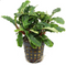 Aquadistri - Eg bucephalandra green velvet nr13