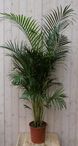 Warentuin Natuurlijk - Kamerplant Arecapalm 160 cm