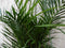 Warentuin Natuurlijk - Kamerplant Arecapalm 160 cm