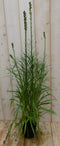 Warentuin Natuurlijk - 2 stuks! Prachtkaars roze