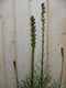 Warentuin Natuurlijk - 2 stuks! Prachtkaars roze