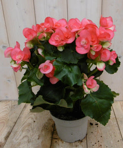 Warentuin Natuurlijk - Kamerplant Begonia dubbelbloemig roze