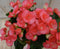 Warentuin Natuurlijk - Kamerplant Begonia dubbelbloemig roze