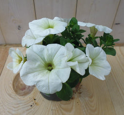 Warentuin Natuurlijk - 3 stuks! Petunia wit