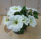 Warentuin Natuurlijk - 3 stuks! Petunia wit
