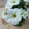 Warentuin Natuurlijk - 3 stuks! Petunia wit