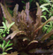 Aquadistri - Eg cryptocoryne wendtii brown nr21