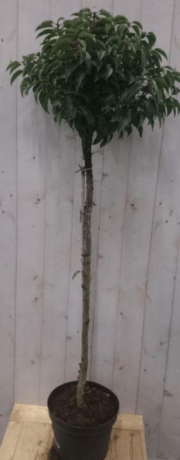 Warentuin Natuurlijk - Prunus Angustifolia stam 120 cm diameter 40 cm hoogte 180 cm