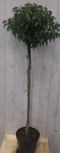 Warentuin Natuurlijk - Prunus Angustifolia stam 120 cm diameter 40 cm hoogte 180 cm