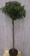 Warentuin Natuurlijk - Prunus Angustifolia stam 120 cm diameter 40 cm hoogte 180 cm