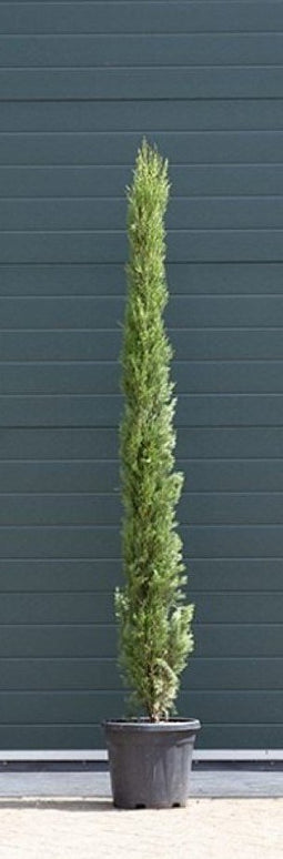 Warentuin Natuurlijk - 2 stuks! Italiaanse cipresboom Cupressus sempr. Pyramidalis h 187,5 cm boom