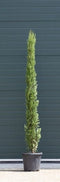 Warentuin Natuurlijk - 2 stuks! Italiaanse cipresboom Cupressus sempr. Pyramidalis h 187,5 cm boom