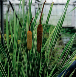 Moerings - 2 stuks! Iris pseudacorus Variegata potmaat P9