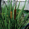 Moerings - 2 stuks! Iris pseudacorus Variegata potmaat P9