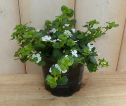 Warentuin Natuurlijk - 3 stuks! Bacopa wit