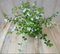 Warentuin Natuurlijk - 3 stuks! Bacopa wit