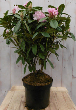 Warentuin natuurlijk - Rododendron 80 cm roze