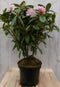 Warentuin natuurlijk - Rododendron 80 cm roze