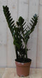 Warentuin Natuurlijk - Kamerplant Zamioculcas 60 cm