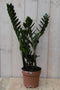 Warentuin Natuurlijk - Kamerplant Zamioculcas 60 cm